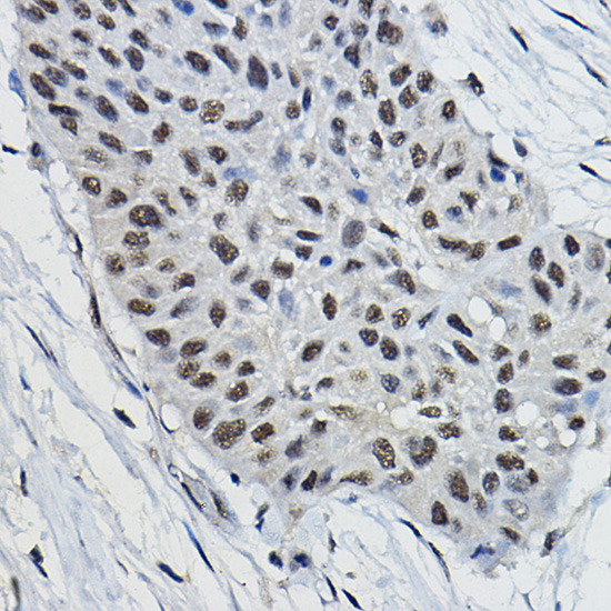 Anti-BRAP Antibody (CAB16451)