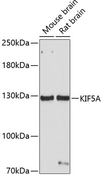 Anti-KIF5A Antibody (CAB3303)