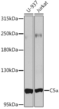 Anti-Complement C5 Polyclonal Antibody (CAB8104)