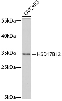 Anti-HSD17B12 Antibody (CAB17151)