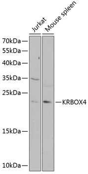 Anti-KRBOX4 Antibody (CAB6471)