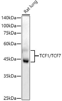 Western blot analysis of extracts of Rat lung, using TCF1/TCF7 antibody at 1:1000 dilution. Secondary antibody: HRP Goat Anti-Rabbit IgG (H+L) at 1:10000 dilution. Lysates/proteins: 25ug per lane. Blocking buffer: 3% nonfat dry milk in TBST. Detection: ECL Enhanced Kit. Exposure time: 90s.