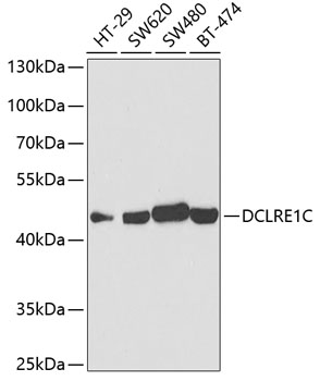 Anti-DCLRE1C Antibody (CAB5615)