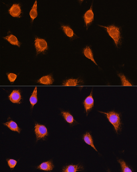 Anti-SGCA Antibody (CAB4109)