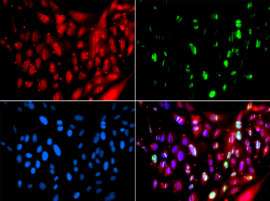 Anti-UIMC1 Antibody (CAB7244)