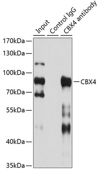 Anti-CBX4 Antibody (CAB6221)
