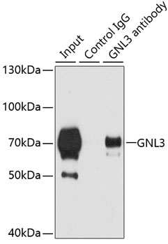 Anti-GNL3 Antibody (CAB6459)