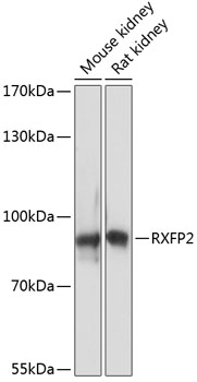 Anti-RXFP2 Antibody (CAB14301)