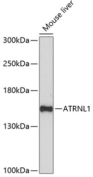 Anti-ATRNL1 Antibody (CAB14868)