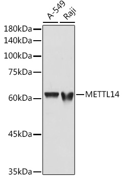 Anti-METTL14 Polyclonal Antibody (CAB8530)