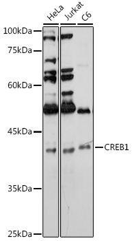 Anti-CREB1 Antibody (CAB11989)