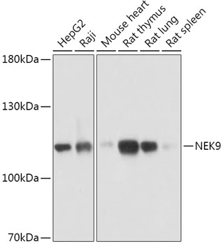 Anti-NEK9 Antibody (CAB17806)