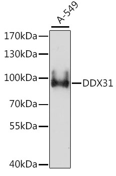 Anti-DDX31 Antibody (CAB15892)