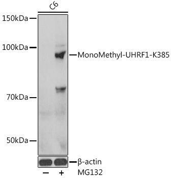 Anti-MonoMethyl-UHRF1-K385 Antibody (CAB16008)