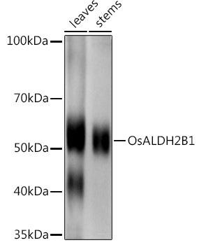 Western blot analysis of extracts of various tissues from the japonica rice (Oryza sativa L. ) variety Zhonghua 11, using OsALDH2B1 antibody at 1:1000 dilution. Secondary antibody: HRP Goat Anti-Rabbit IgG (H+L) at 1:10000 dilution. Lysates/proteins: 25ug per lane. Blocking buffer: 3% nonfat dry milk in TBST. Detection: ECL Enhanced Kit. Exposure time: 30s.