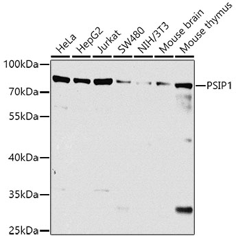 Anti-PSIP1 Polyclonal Antibody (CAB8483)