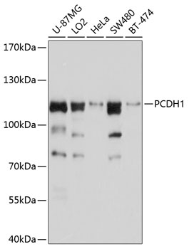 Anti-PCDH1 Antibody (CAB10234)