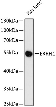 Anti-ERRFI1 Antibody (CAB13099)