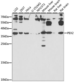 Anti-PEX2 Antibody (CAB15308)