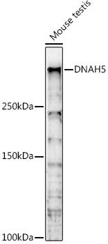 Western blot analysis of extracts of Mouse testis, using DNAH5 antibody at 1:1000 dilution. Secondary antibody: HRP Goat Anti-Rabbit IgG (H+L) at 1:10000 dilution. Lysates/proteins: 25ug per lane. Blocking buffer: 3% nonfat dry milk in TBST. Detection: ECL Basic Kit. Exposure time: 180s.