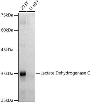 Western blot analysis of extracts of various cell lines, using Lactate Dehydrogenase C antibody at 1:500 dilution. Secondary antibody: HRP Goat Anti-Rabbit IgG (H+L) at 1:10000 dilution. Lysates/proteins: 25ug per lane. Blocking buffer: 3% nonfat dry milk in TBST. Detection: ECL Basic Kit. Exposure time: 60s.