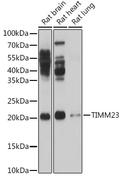 Anti-TIMM23 Polyclonal Antibody (CAB8688)