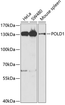 Anti-POLD1 Antibody (CAB5323)