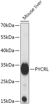 Anti-PYCRL Antibody (CAB17763)