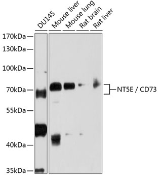 Anti-NT5E / CD73 Antibody [KO Validated] (CAB2029)