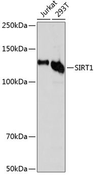 Anti-SIRT1 Antibody [KO Validated] (CAB19667)