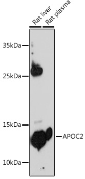 Anti-APOC2 Antibody (CAB1772)