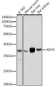 Anti-ADH5 Antibody (CAB13459)