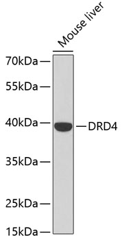 Anti-DRD4 Antibody (CAB2894)