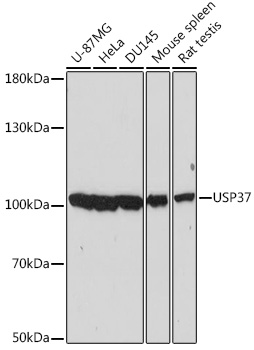 Anti-USP37 Antibody (CAB15593)