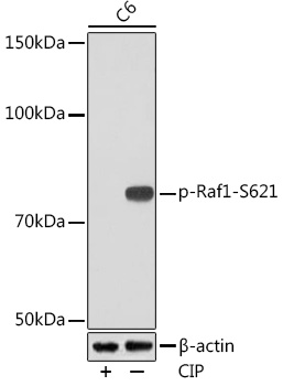 Anti-Phospho-Raf1-S621 Antibody (CABP1011)