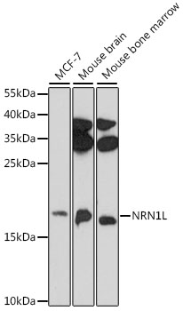 Anti-NRN1L Antibody (CAB16594)