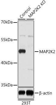 Anti-MAP2K2 Antibody [KO Validated] (CAB14770)