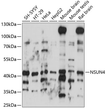 Anti-NSUN4 Antibody (CAB14983)