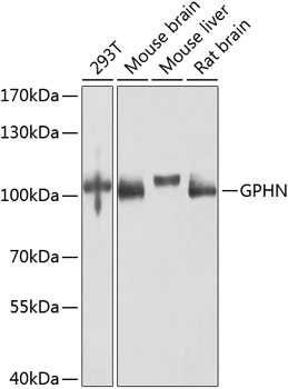 Anti-Gephyrin Polyclonal Antibody (CAB8572)