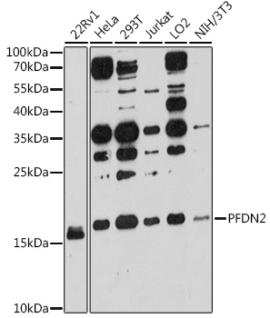 Anti-PFDN2 Antibody (CAB12269)