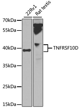 Anti-TNFRSF10D Antibody (CAB14078)