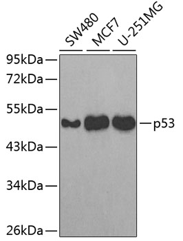 Anti-p53 Antibody (CAB3185)