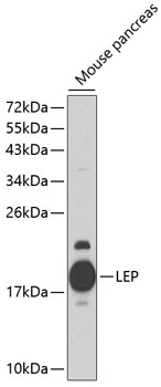 Anti-LEP Antibody (CAB1300)