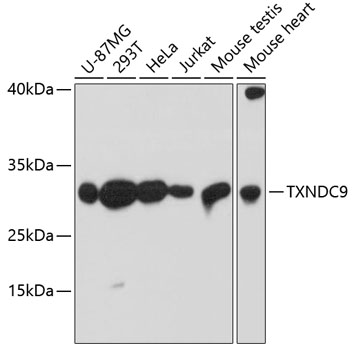 Anti-TXNDC9 Polyclonal Antibody (CAB9676)