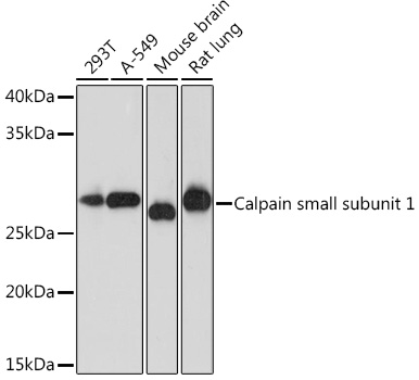 Anti-Calpain small subunit 1 Antibody (CAB8859)