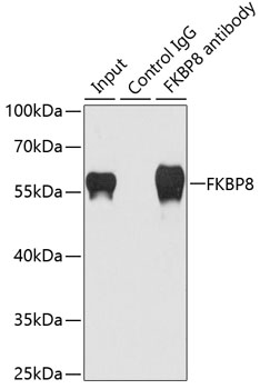 Anti-FKBP8 Antibody (CAB7085)