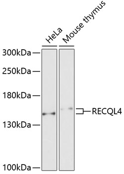 Anti-RECQL4 Antibody (CAB6846)