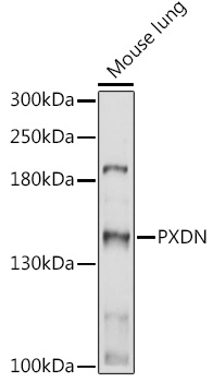 Anti-PXDN Antibody (CAB17929)