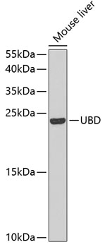 Anti-UBD Antibody (CAB5491)