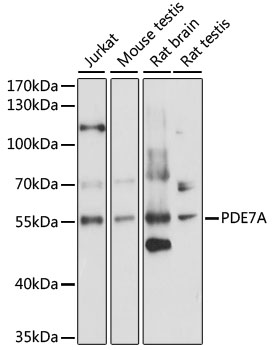 Anti-PDE7A Antibody (CAB15079)